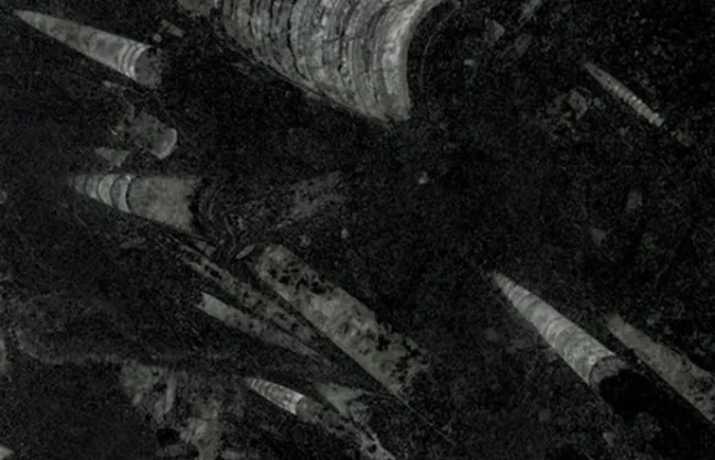 Marmore Fossil Black Di Marmore